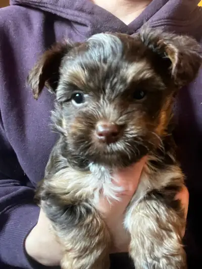 BEAUTIFUL YORKIES, View more