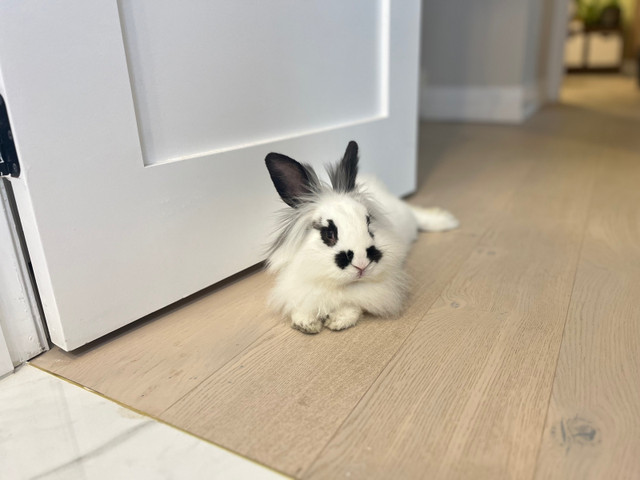 Adorable  Lion head bunny for sale $98 in Small Animals for Rehoming in Mississauga / Peel Region