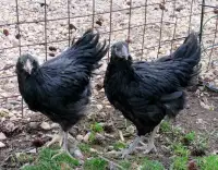Barnyard mix pullets/young hens