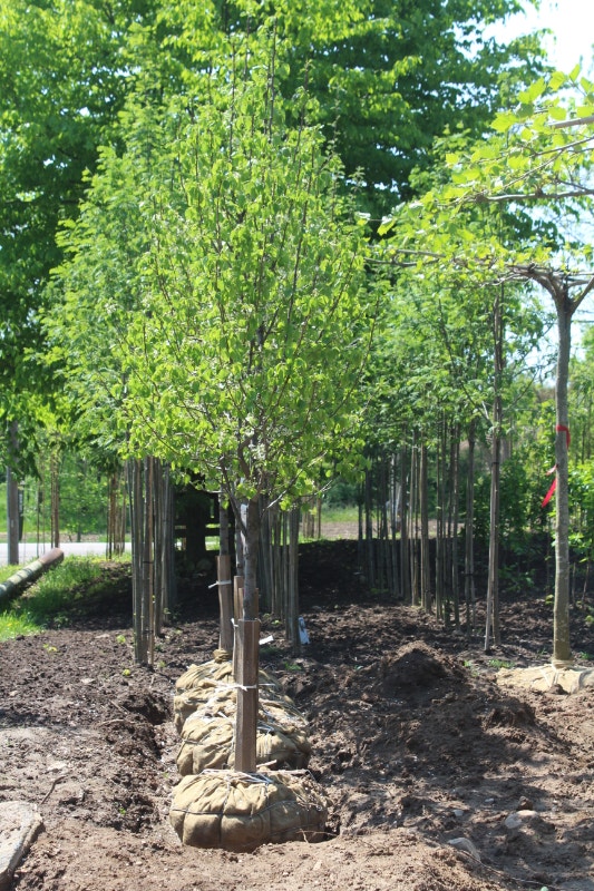 Trees and Hedging For Sale REASONABLE PRICES! Plants, Fertilizer