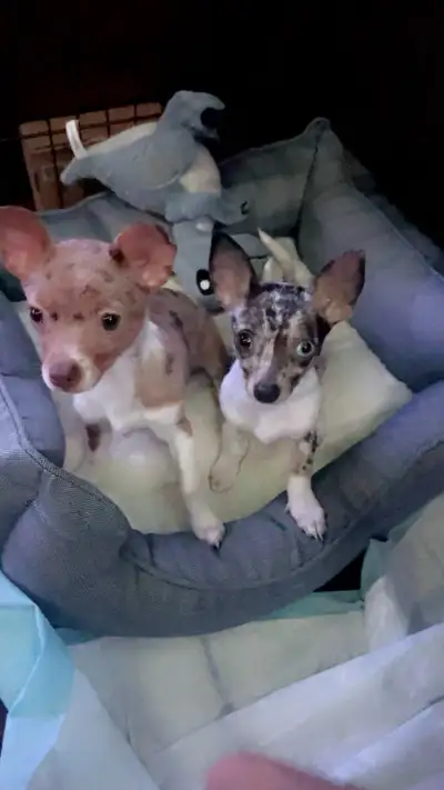 1 year old female Chipins, View more