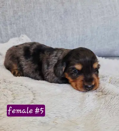 beautiful miniature dachshund puppies, View more