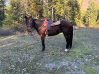 Registered quarter horse mare