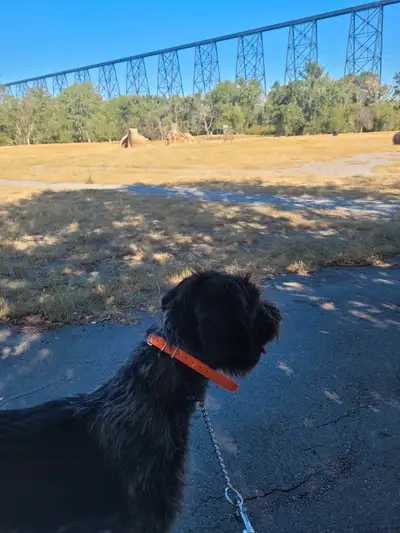 German Wirehaired Pointer Puppies( 1 male left), View more