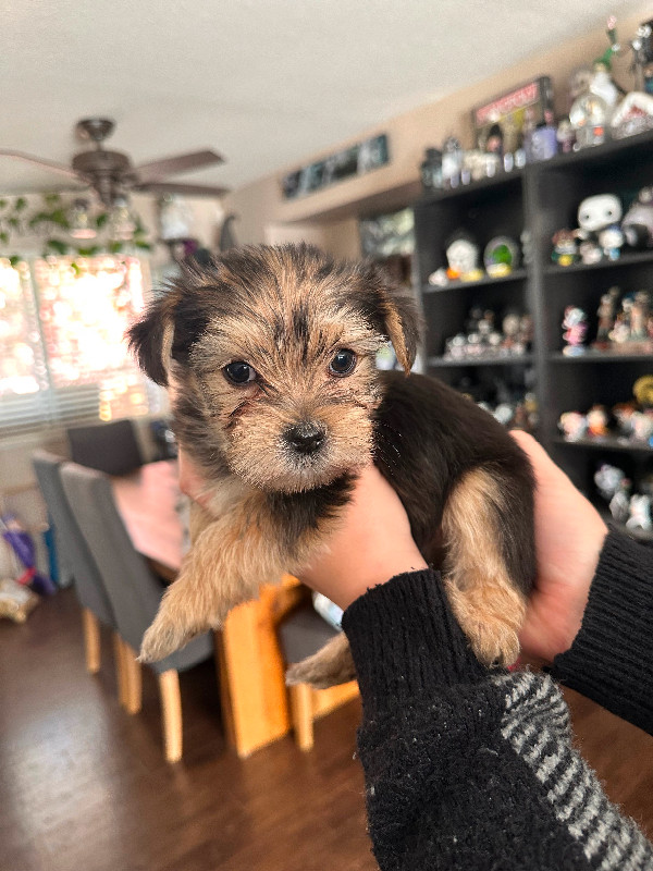Morkie Babies in Dogs & Puppies for Rehoming in Abbotsford - Image 4