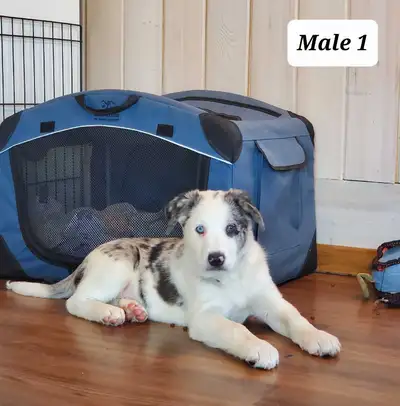 Cowboy Corgi Puppies, View more