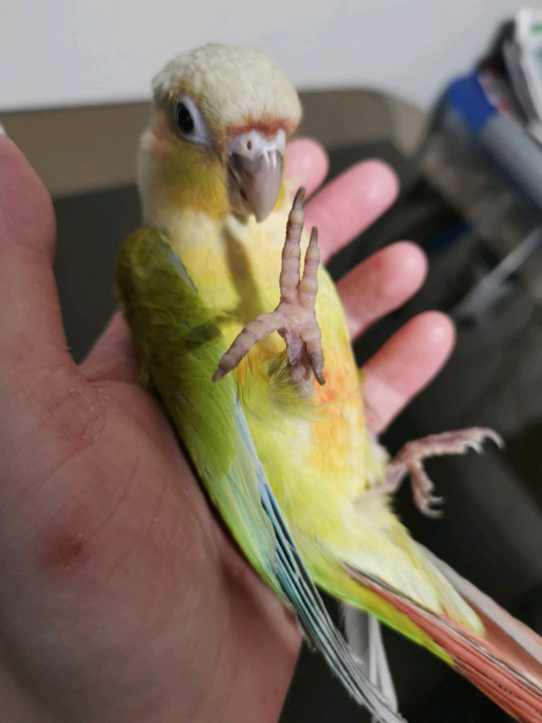 American Dilute Green Cheek Conure Babies Birds for Rehoming Saint
