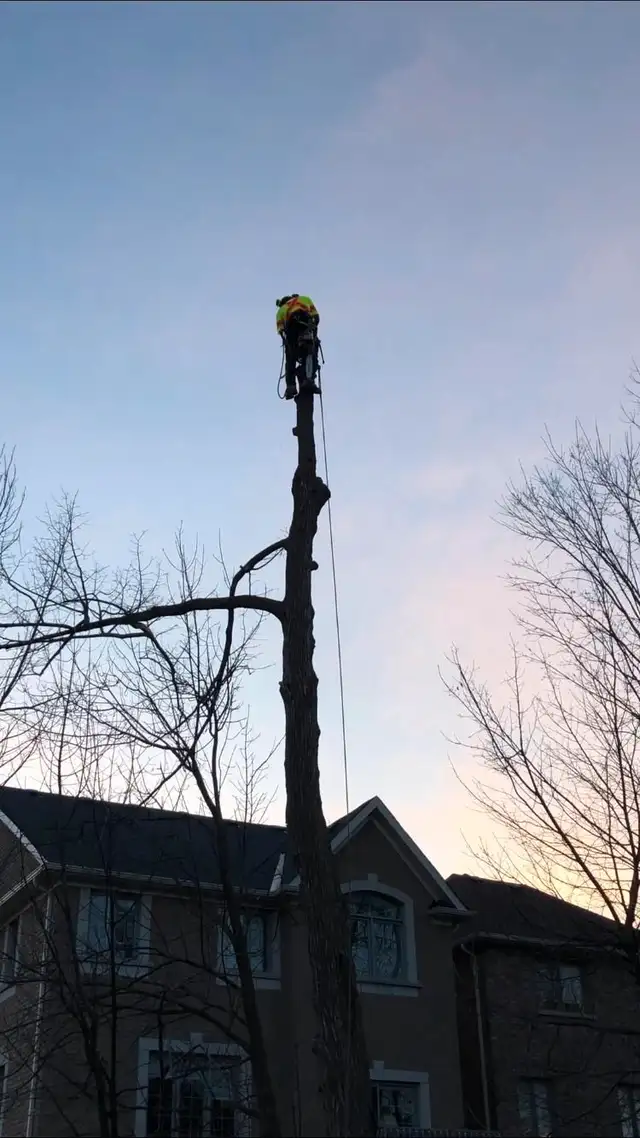 DCX Tree & Property Solutions (Tree Removal and other Sevices)63362357079939123