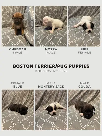 Boston Terrier/Pug puppies, View more
