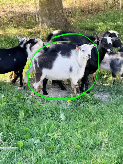 Nigerian dwarf buckling , View more