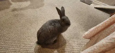 Female Rabbit, View more