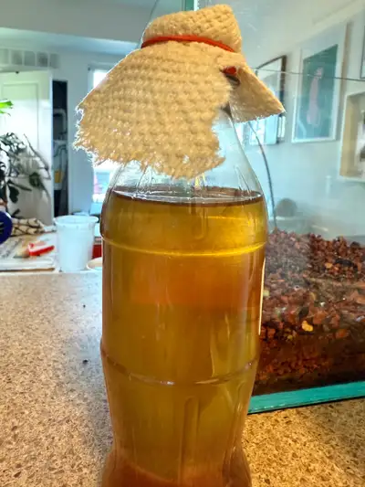 Vinegar eel culture , View more