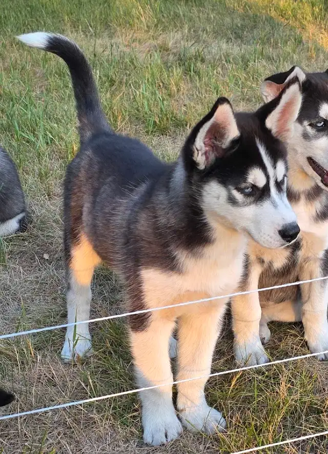 Siberian Husky Pups in Dogs & Puppies for Rehoming in Winnipeg - Image 5