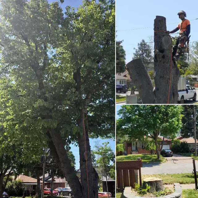 TORONTO TREE GUYS - TREE REMOVAL - PRUNING - LICENSED & INSURED 606389720350740482