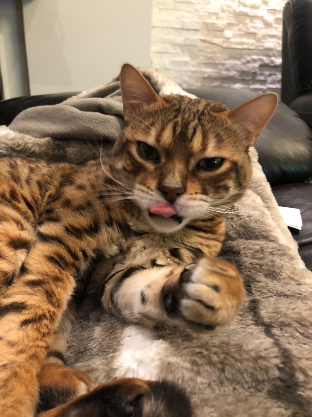 Bengal Cat for Rehoming Cats & Kittens for Rehoming City of Toronto