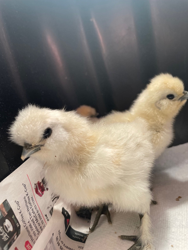 Silkie chicks  in Other in Delta/Surrey/Langley - Image 2