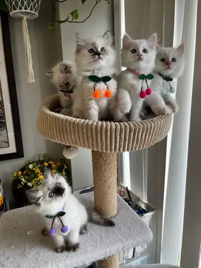 Adorable Pure Ragdoll Kittens (1 male/ 5 females) for rehoming, View more