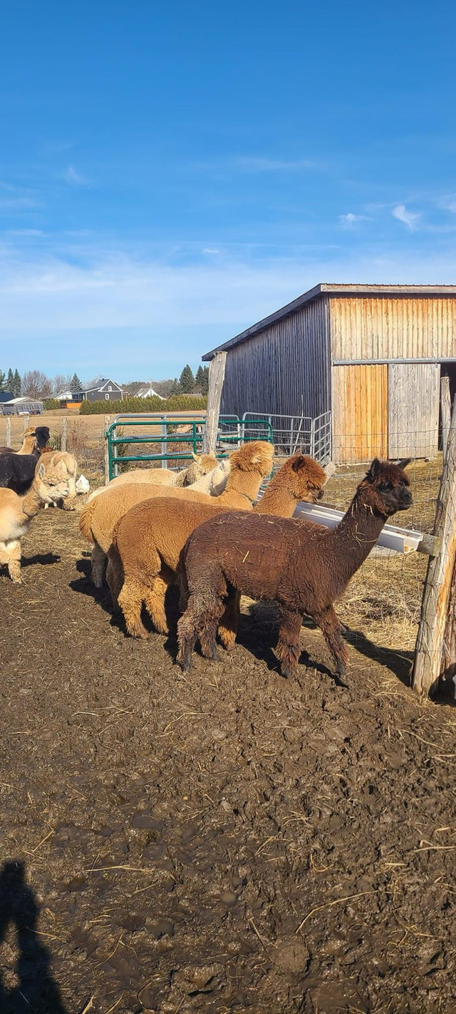 Alpagas  dans Animaux de ferme  à Drummondville