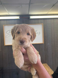 F1B Goldendoodle puppies have arrived.