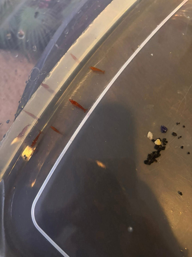 Cherry Shrimp ( $3 each or 10 for $25 in Fish for Rehoming in Oshawa / Durham Region - Image 3