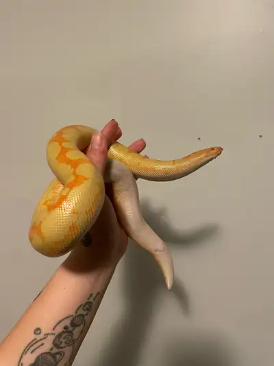 0.1 RTB Albino Kenyan Sand Boa, View more
