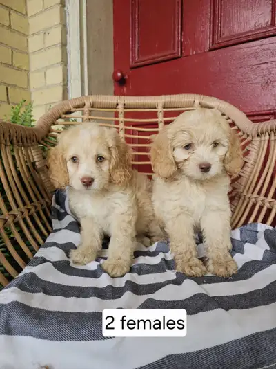 Adorable cream coloured cockapoo puppies for sale, View more