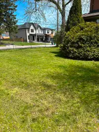 Grass cutting, raking leafs, trees trimming, landscaping service