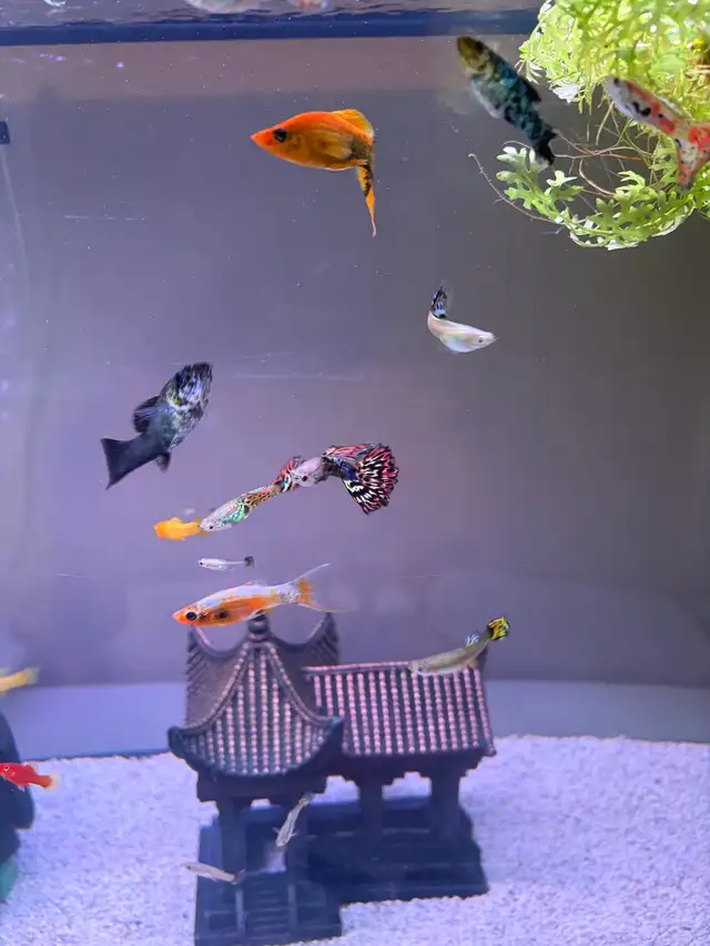 mollies and guppies  in Fish for Rehoming in Richmond - Image 9