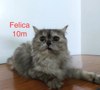 10 months Siberian Mixed Himalayan cat for adoption