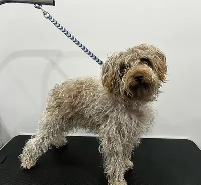 Book your grooming appointment today! All breeds and sizes welcome. Call our office today to registe...