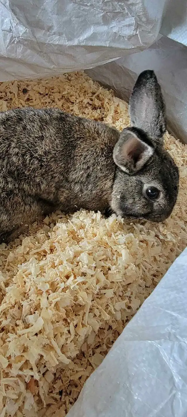 lapin adulte nain  in Small Animals for Rehoming in Shawinigan - Image 4