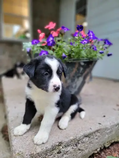 Puppies For Sale, View more