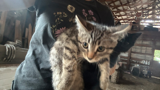 Cute kittens in Cats & Kittens for Rehoming in Abbotsford