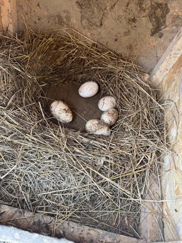 goose egg in Livestock in Hamilton - Image 4