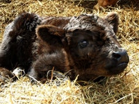 For Sale Cross Bred Beef Calves