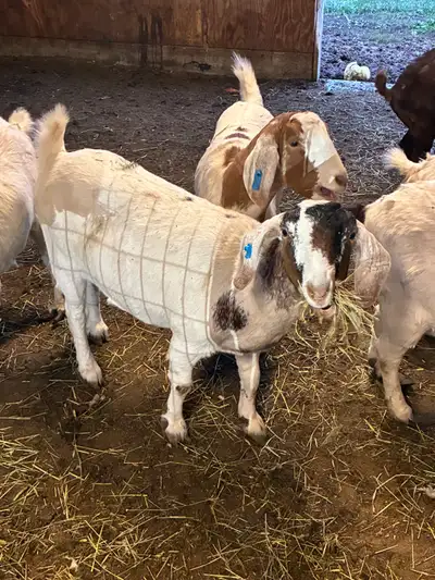 doe goats, View more