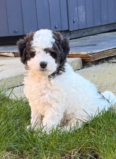 Miniature poodle for rehoming, View more