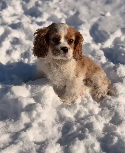 Cockalier spaniel puppies, View more