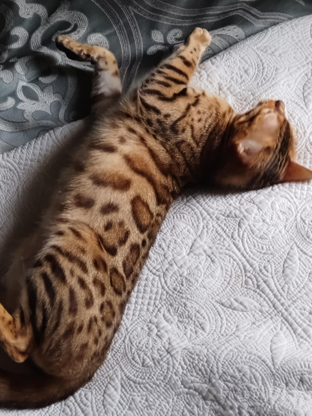 Bengal femelle dans Chats et chatons à adopter  à Lanaudière