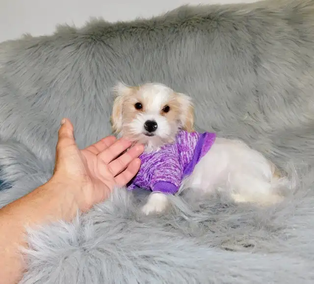 Chiot morkie male in Dogs & Puppies for Rehoming in City of Montréal - Image 3