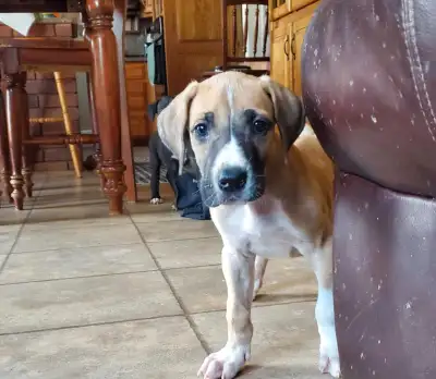 Ready to go! Purebred Great Dane puppies available for sale. Hand-raised puppies with lovely persona...