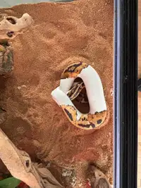 Ball python with large set up 