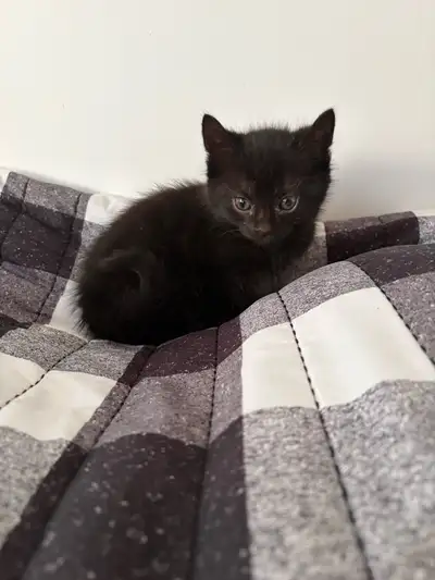chaton à vendre , View more