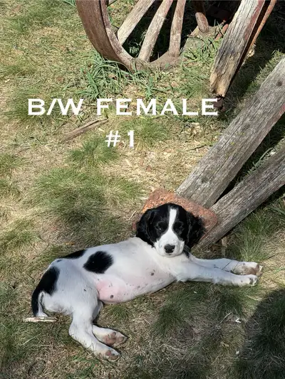 Located Saskatoon, SK Kinship Kennels (www.kinshipkennels.com) Ready to go! Breeders of high quality...