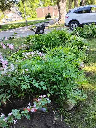 GARDENER AVAILABLE $20 HOUR, View more