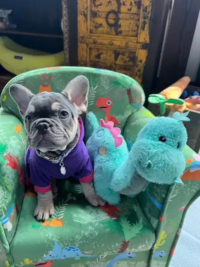 Bouledogue Français Lilac Tan, View more