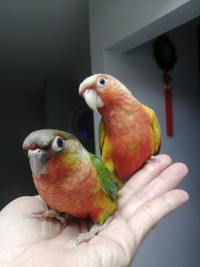 FS - Pineapple and yellow sided conures babies