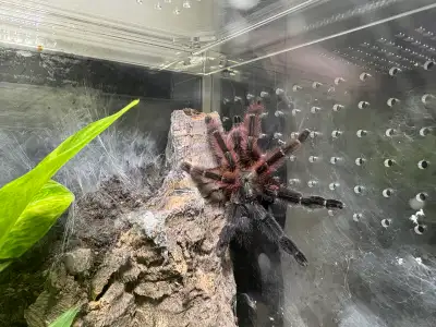 Psalmopoeus victori female, View more