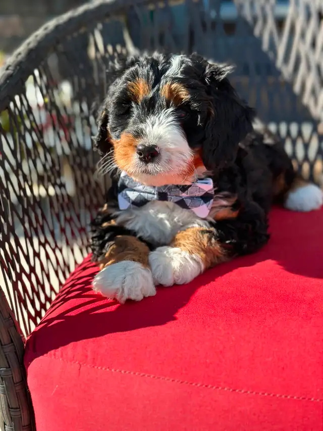 Adorable Medium Bernedoodle Puppies on the way!! in Dogs & Puppies for Rehoming in St. Albert - Image 7
