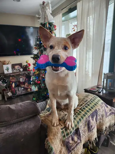 Red Heeler for sale, View more